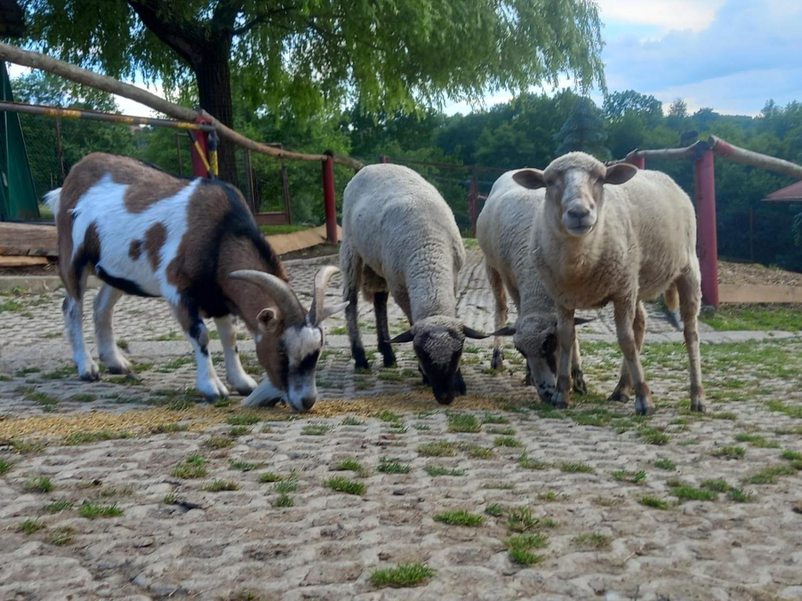 Koperkowe Rancho Beskid Wyspowy Domek Malopolskie Kamionna Kamionna  Exteriör bild